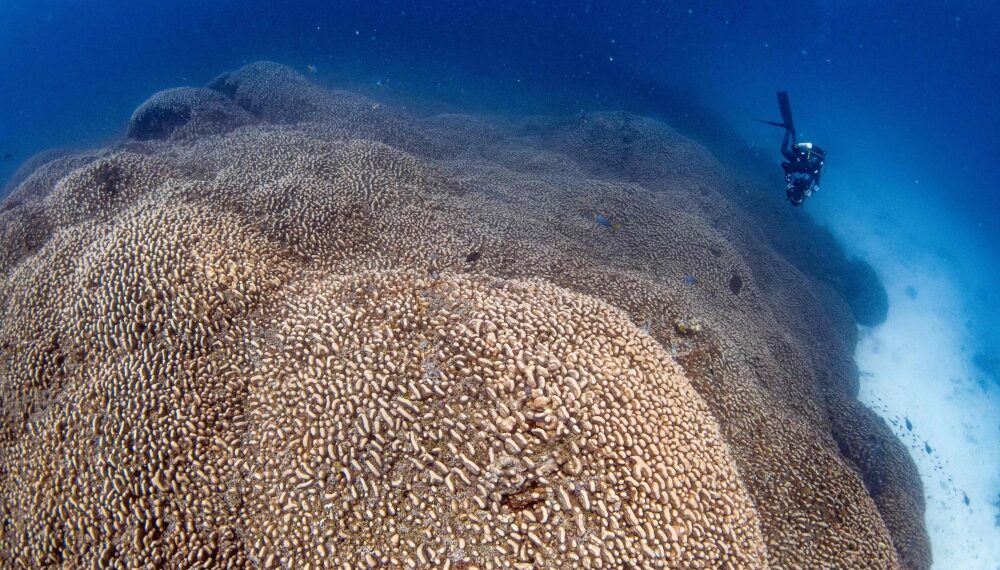 Largest Coral near Solomon Islands