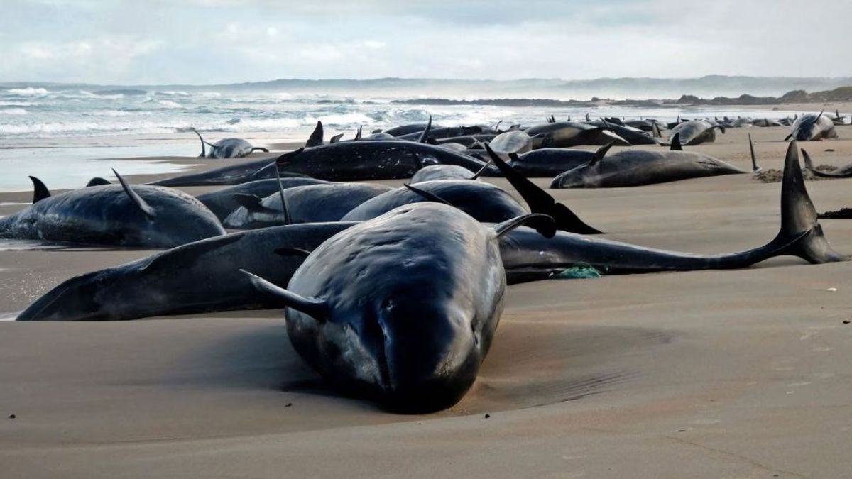 Mass Dolphin Stranding in Tasmania