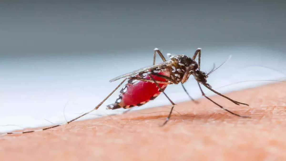 Filipino Town Offers Bounty for Mosquitoes in Desperate Dengue Fight