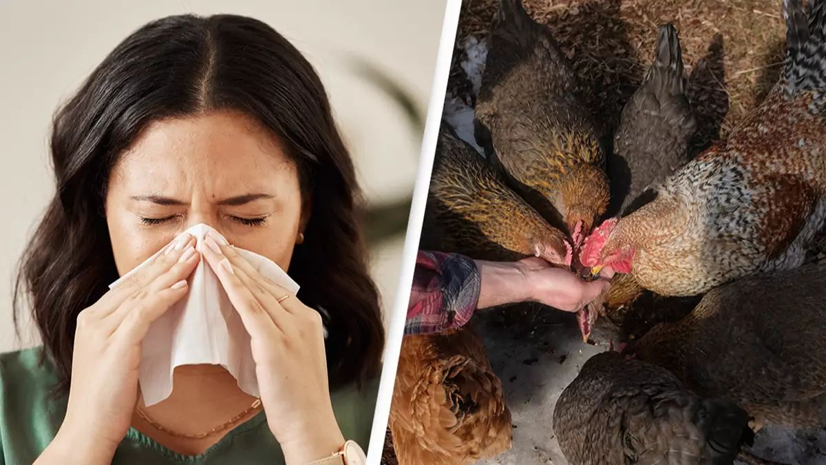 What is Bird Flu, and Should You Be Worried About It?