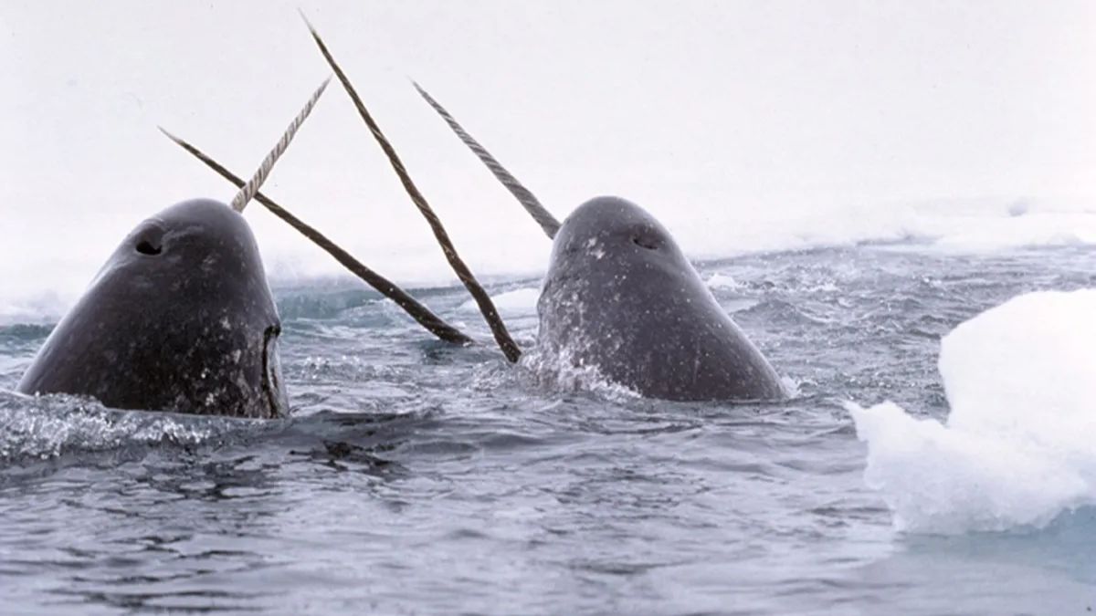 Revealed: What Narwhals Really Do with Their Tusks – Shocking Drone Discovery