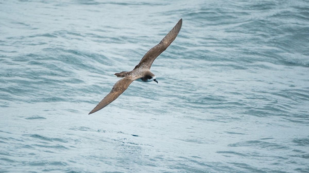 The Search for the Next Pandemic: The H5N1 Shadow Creeps Across Australia’s Coast