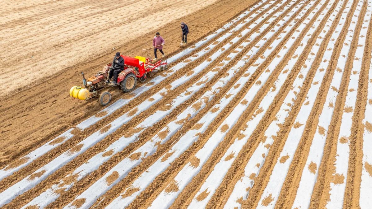 China’s Tariffs on American Agriculture: Farmers Take the Brunt