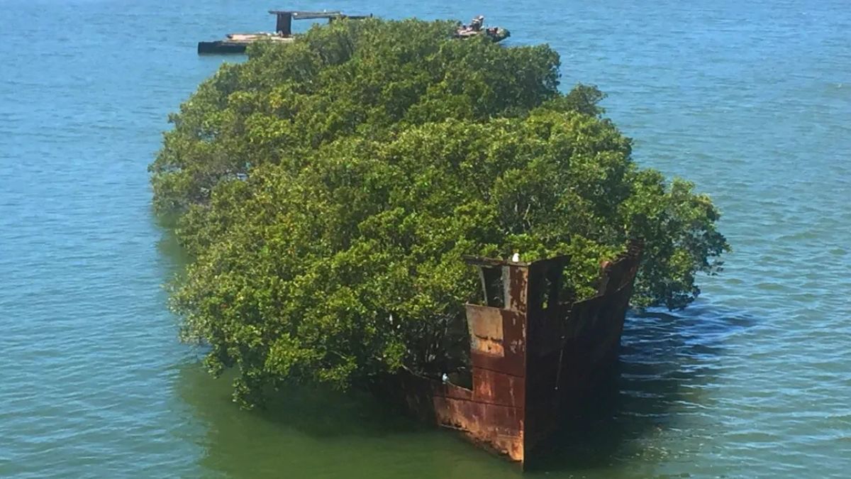 The Floating Forest in Australia A Natural Wonder