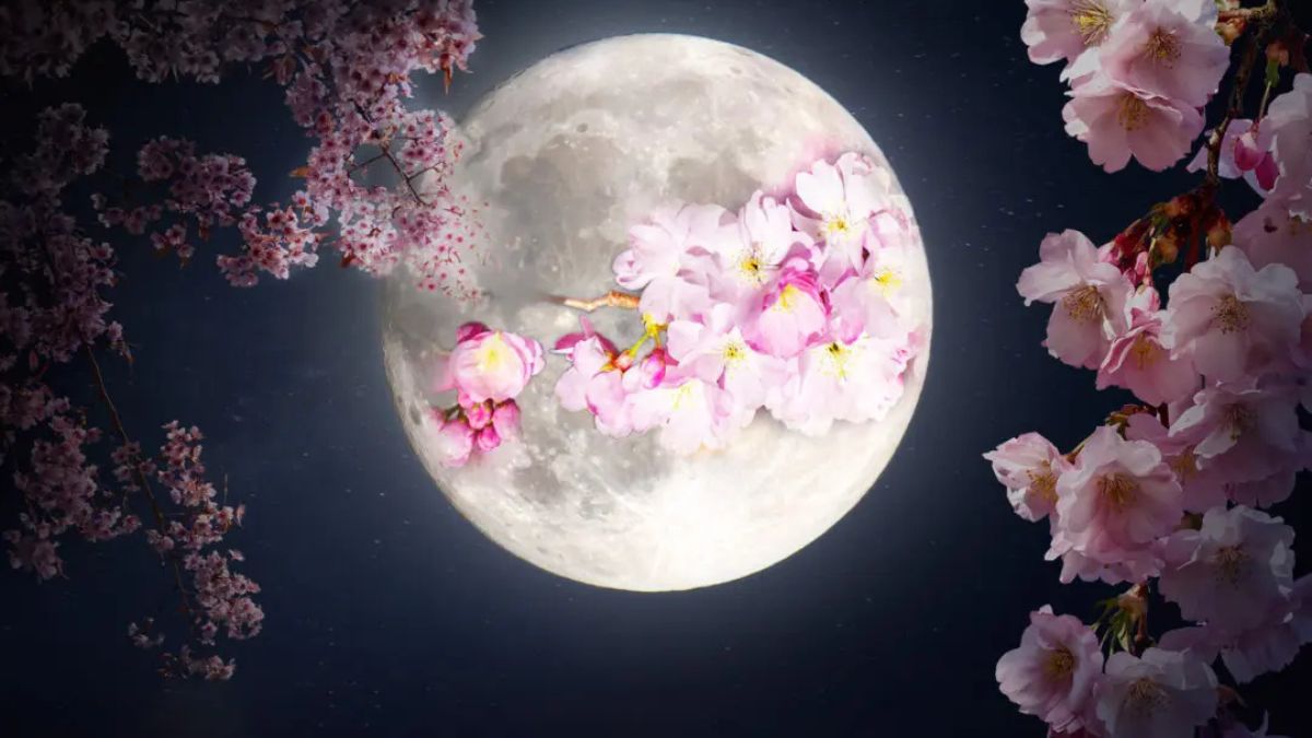 Let's Bloom Tonight with The Flower Moon