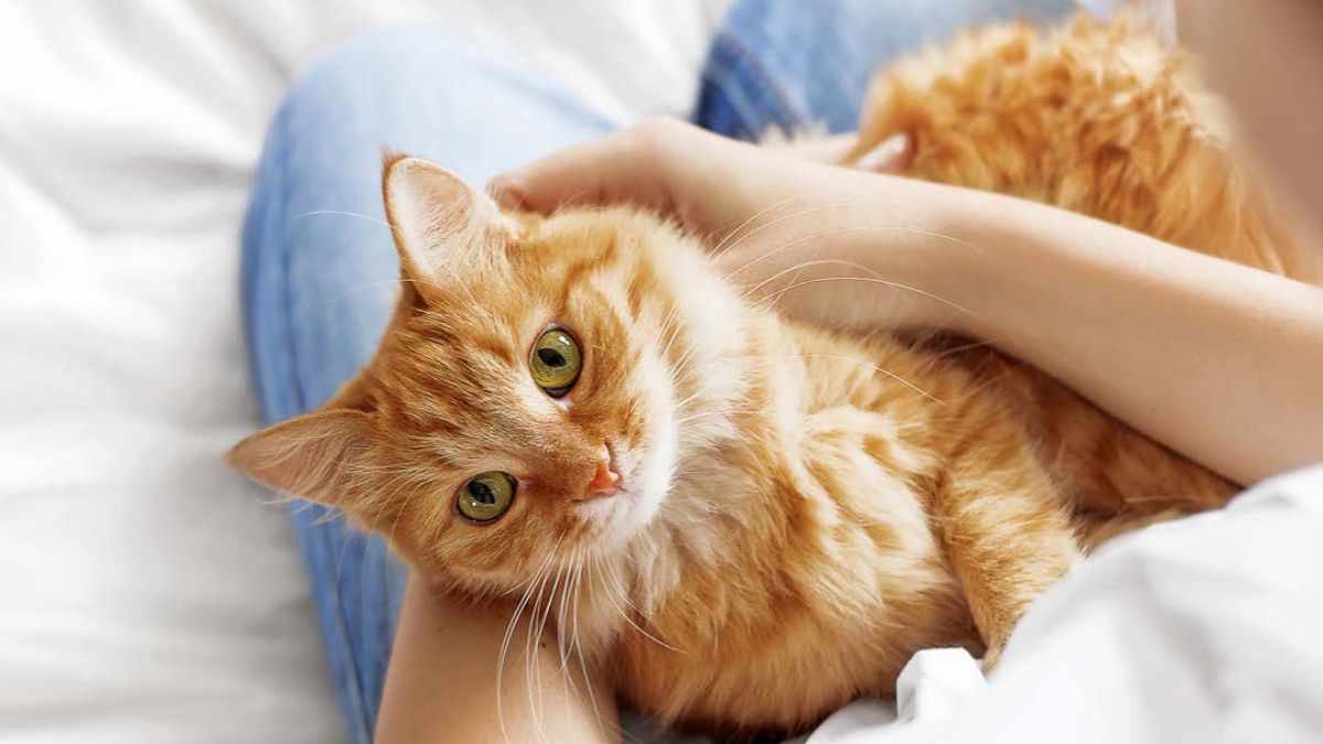 The Truth Behind Orange Cats’ Orange Fur: A Genetic Rebellion