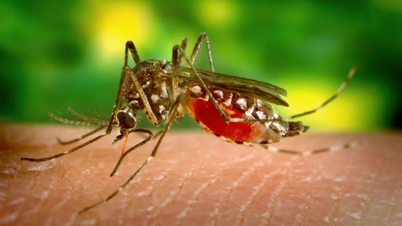 Why Mosquitoes Love Some People More