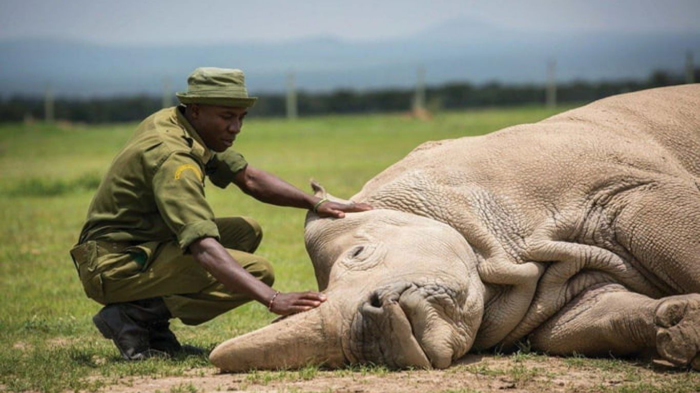The End of the Northern White Rhino, The End of an Era