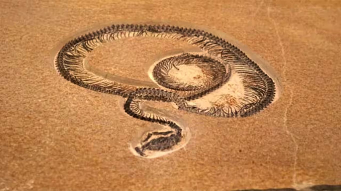 Meet Vasuki indicus, the 50-Foot Snake Fossil from Ancient India