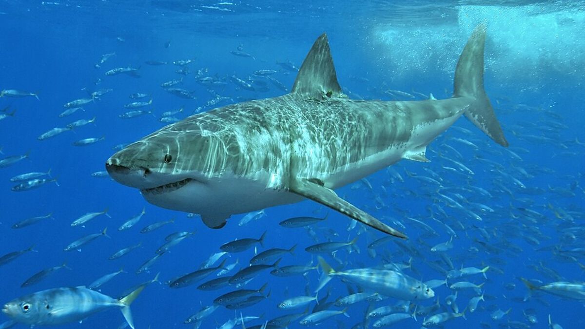 Is Contender, the Atlantic’s Largest Tagged Great White, a Threat to Nantucket’s Summer Shores?