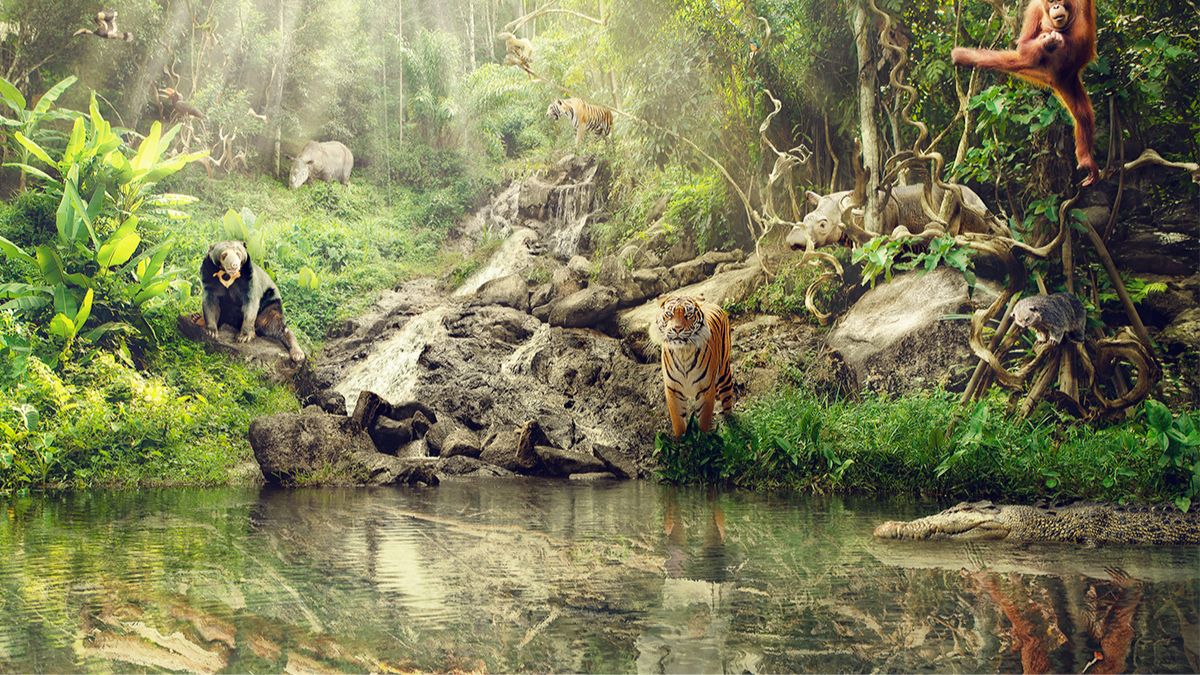 Animals