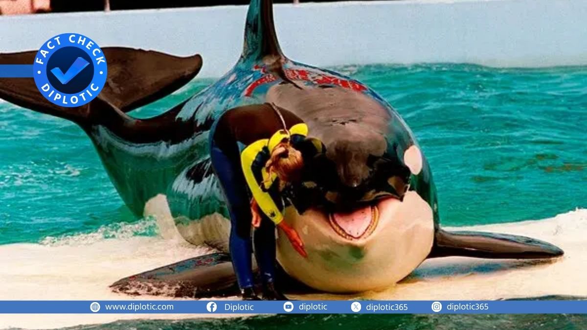 Fact Check: Was Jessica Radcliffe Really Killed by an Orca?