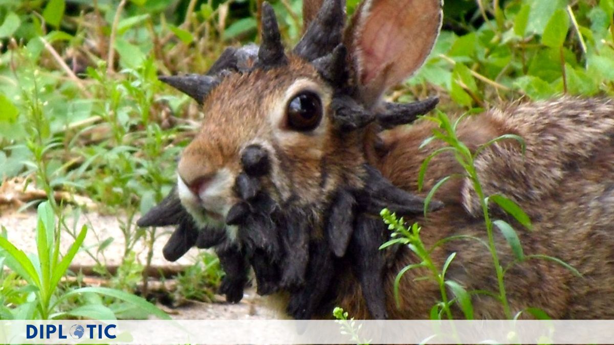 Horned Rabbits: Virus, Myth, and Reality