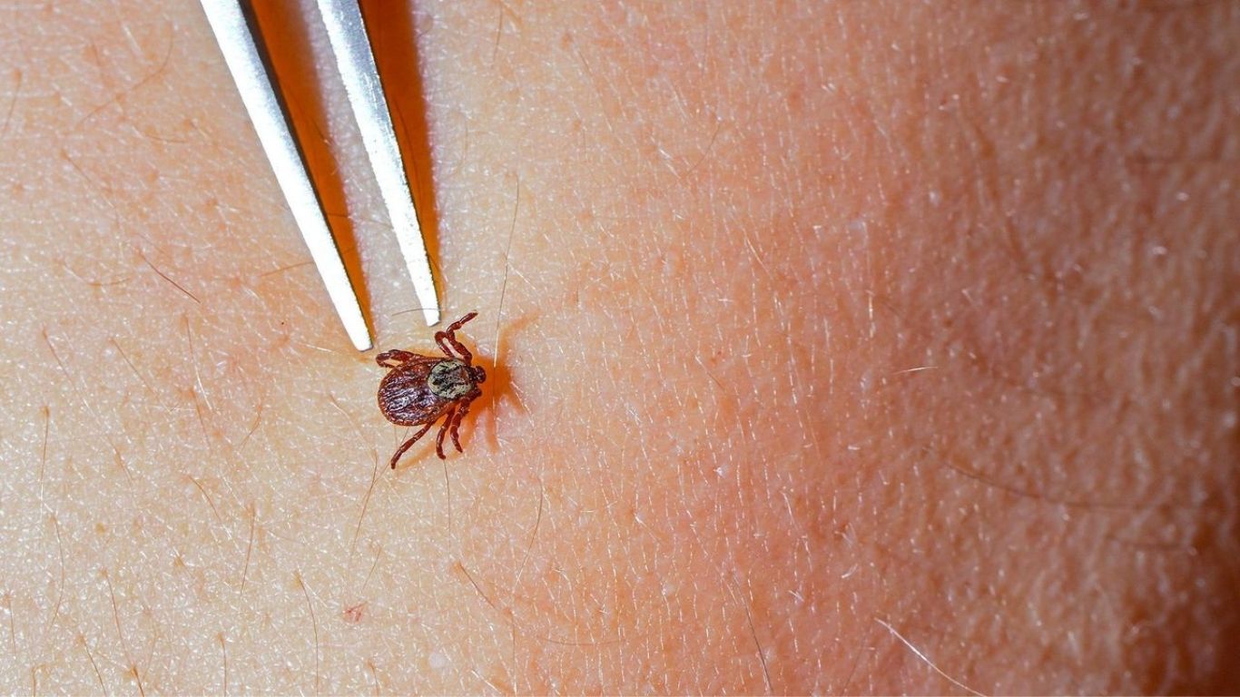 Lyme Disease Is Evolving,