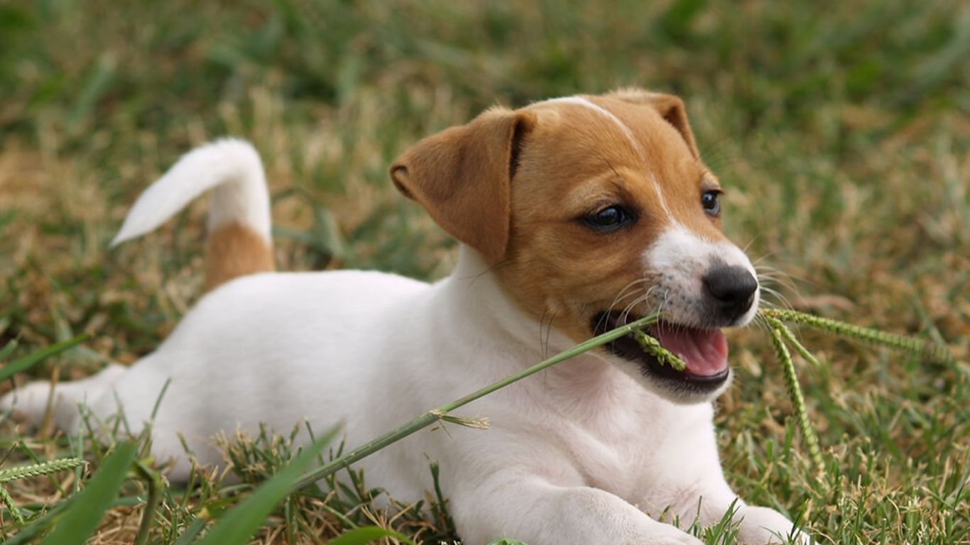 Mystery About Cats and Dogs Eating Grass