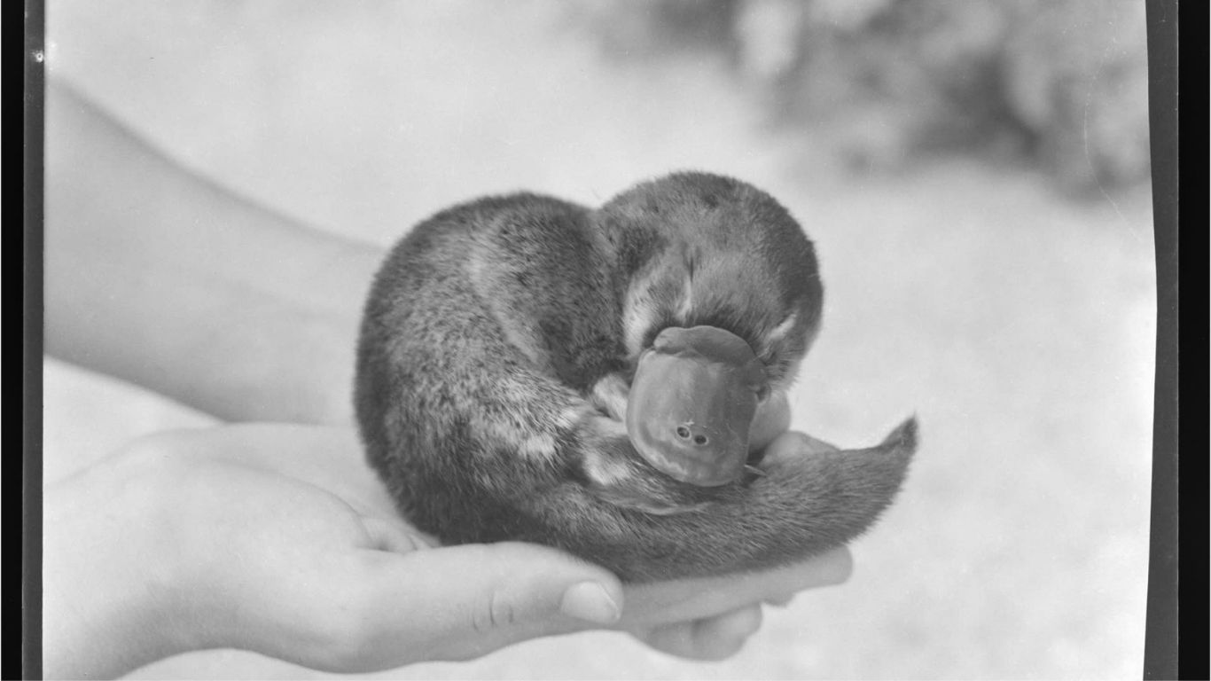 The Shocking Truth Behind Churchill’s Dead Platypus Mystery