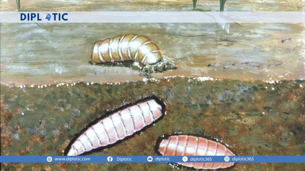 Is the US Found New World Screwworm a Real Threat to Humans?