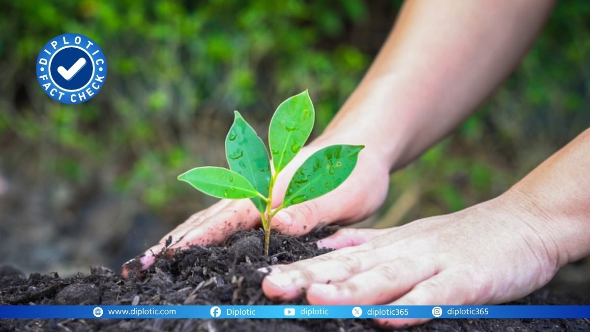 Fact Check: Tree Plantation Drives Actually Reduce Carbon Emissions