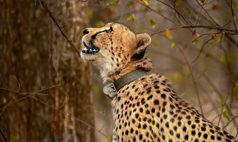 Explainer: Project Cheetah India’s Big Conservation Push and What the New Arrivals Mean for Biodiversity